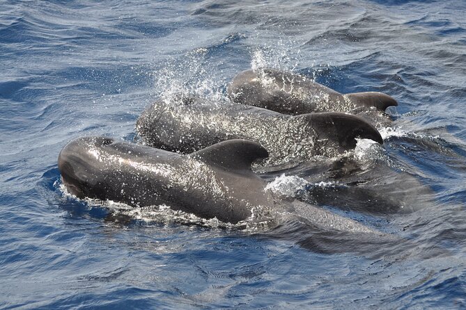 Morro Jable: 2 Hours Magic Dolphin & Whale Watching With Drinks & Swim Stop. - Inclusions and Exclusions