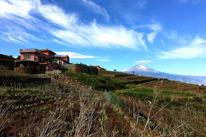 Mount Teide and Tenerife North With Food & Wine Tasting Private Tour - Winery Experience