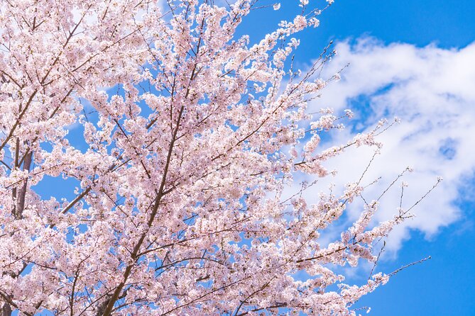 Mt. Fuji Cherry Blossom One Day Tour From Tokyo - Tour Details