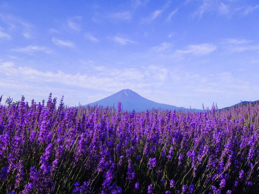 Mt. Fuji, Panoramic Ropeway & Seasonal Fruits Picking - Booking Details