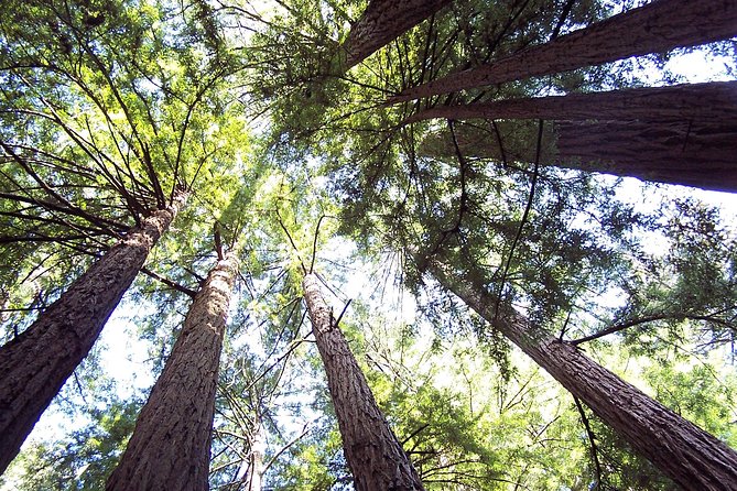 Muir Woods Tour of California Coastal Redwoods (Entrance Fee Included) - Experience and Benefits