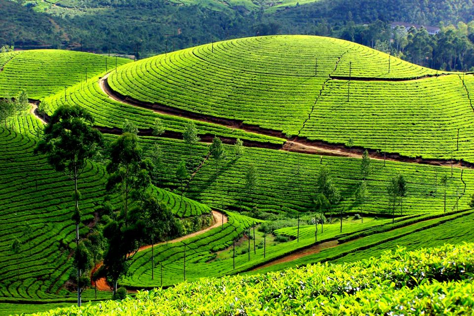 Munnar Private Day Trip - Review Summary