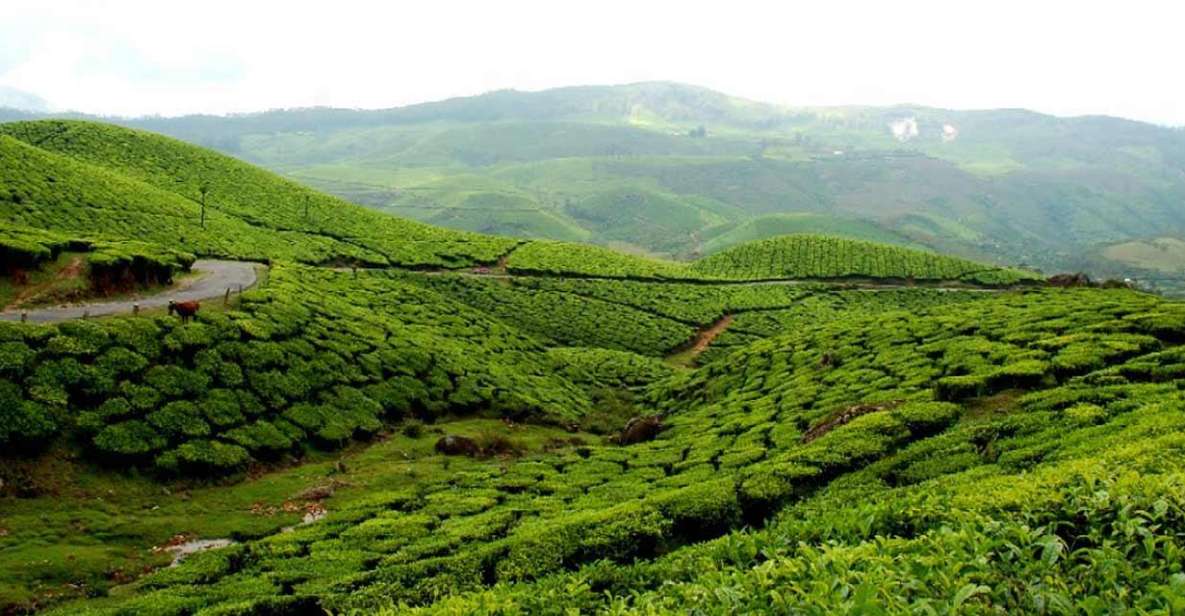 Munnar to Allepey One-Way Transfer - Service Experience