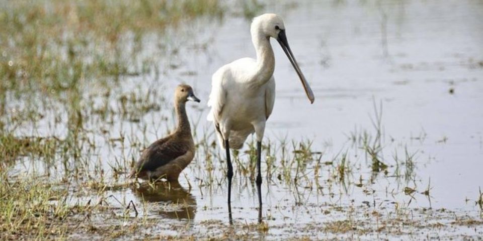 Muthurajawela: Wetland Bird Watching Tour From Colombo! - Activity Highlights