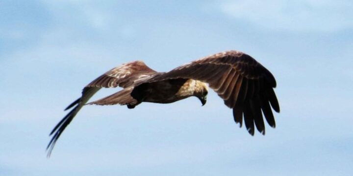 Muthurajawela Wetland: Birdwatching Expedition by Boat - Bird Species to Spot