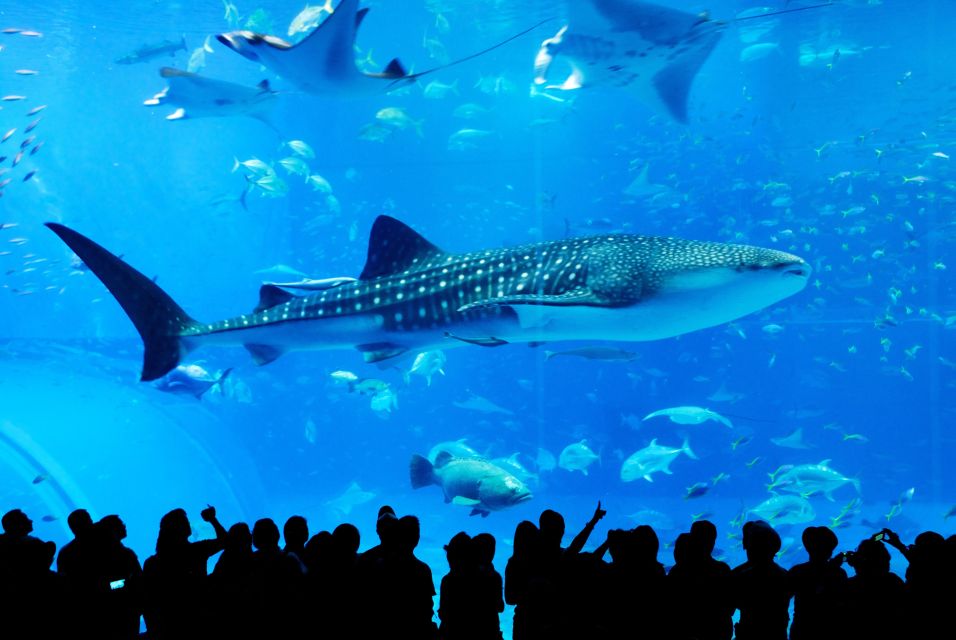 Naha: North Okinawa Sightseeing Tour & Churaumi Aquarium - Tour Experience