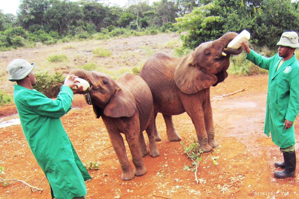 Nairobi National Park, Baby Elephant & Giraffe Center Tour - Tour Highlights