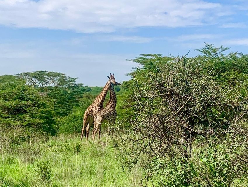 Nairobi National Park Morning or Evening Game Drive - Afternoon Game Drive Details