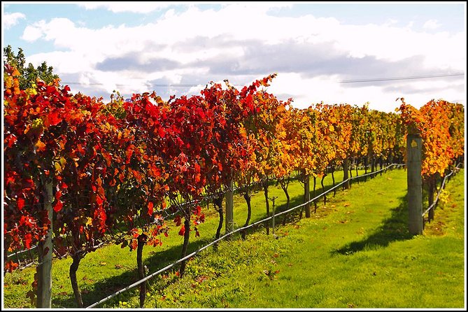 Napier Half-Day Small Group Wine and Beer Tour - Booking Confirmation and Requirements