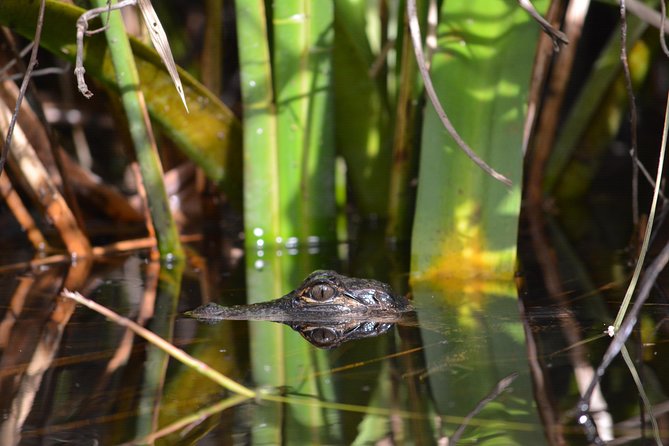 Naples Small-Group Half-Day Everglades Kayak Tour (Mar ) - Logistical Information