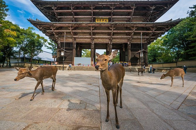 Nara Full-Day Private Tour - Kyoto Dep. With Licensed Guide - Cancellation Policy