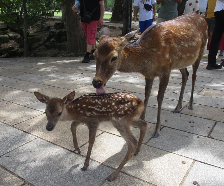 Nara: Giant Buddha, Free Deer in the Park (Italian Guide) - Park Experience