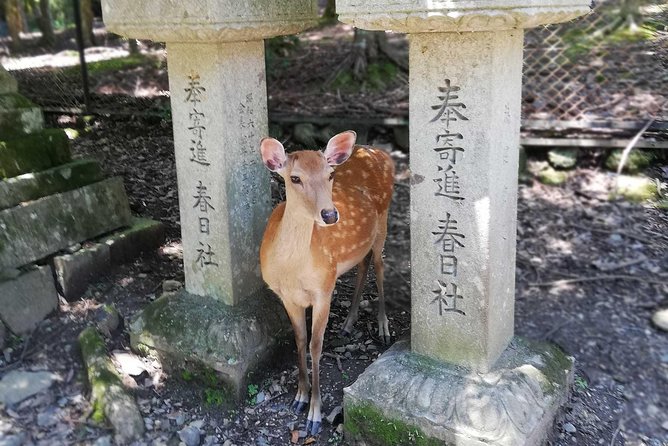 Nara Half Day Trip Walking Tour - Insider Tips