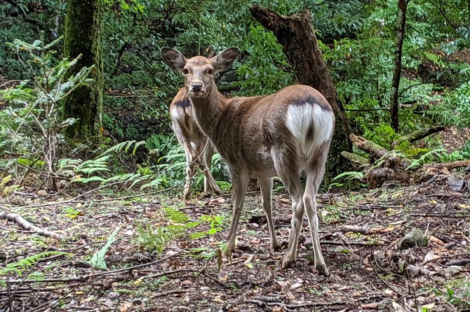 Nara - Heart of Nature Bike Tour - Booking Information