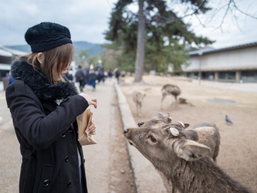 Nara's Historical Wonders: A Journey Through Time and Nature - Interacting With Deer at Nara Park