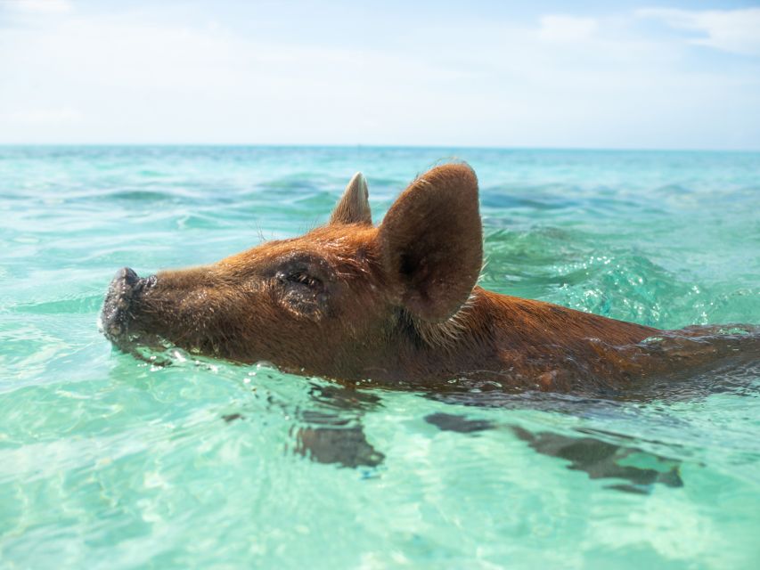 Nassau: Rose Island Swimming Pigs Morning Tour - Tour Highlights