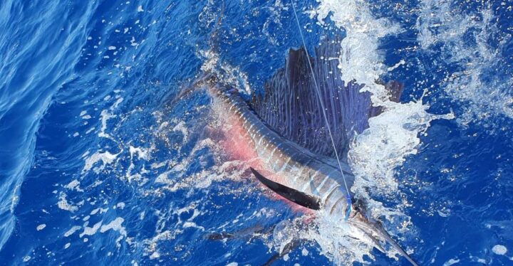 Nassau: Sport-Fishing Private Charter . - Experience Highlights