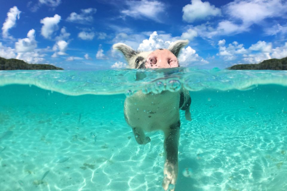 Nassau: Swimming Pigs, Snorkeling and Beach Boat Tour - Experience Highlights