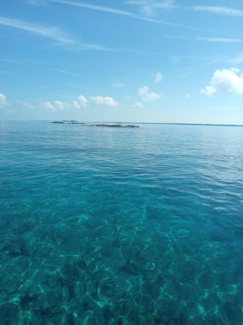 Nassau:Swimming Pigs, Turtles, Reef Snorkeling by Speedboat - Swim With Friendly Pigs at Athol Island
