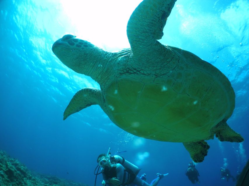 National Park Kerama Islands 2 Boat Fan Diving (With Rental) - Experience Highlights