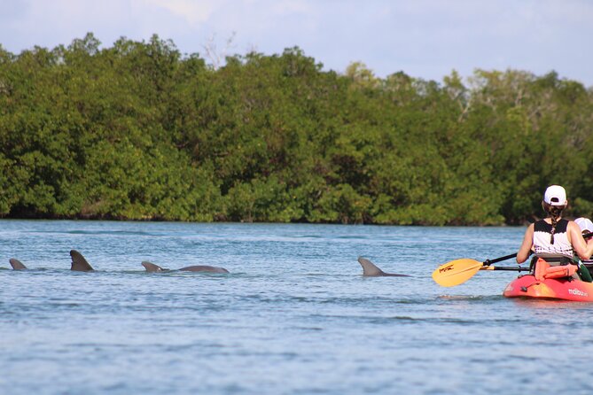 Nauti Exposures - Guided Kayak Tour Through the Mangroves - Meeting and Pickup Details