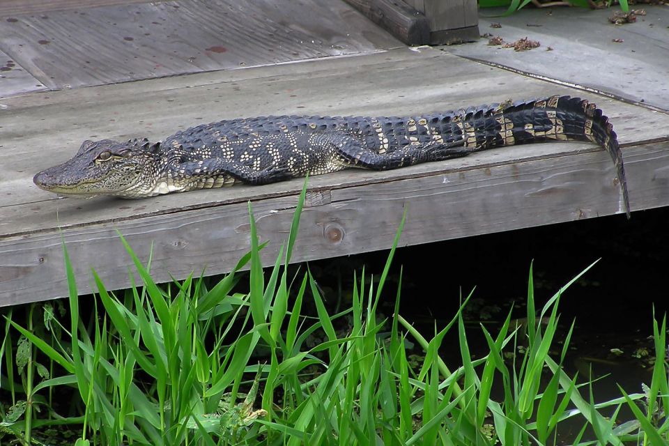 New Orleans: Destrehan Plantation & Airboat Combo Tour - Booking Information and Details