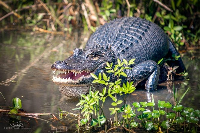 New Orleans Self-Transport Swamp and Bayou Boat Tour - Tour Highlights