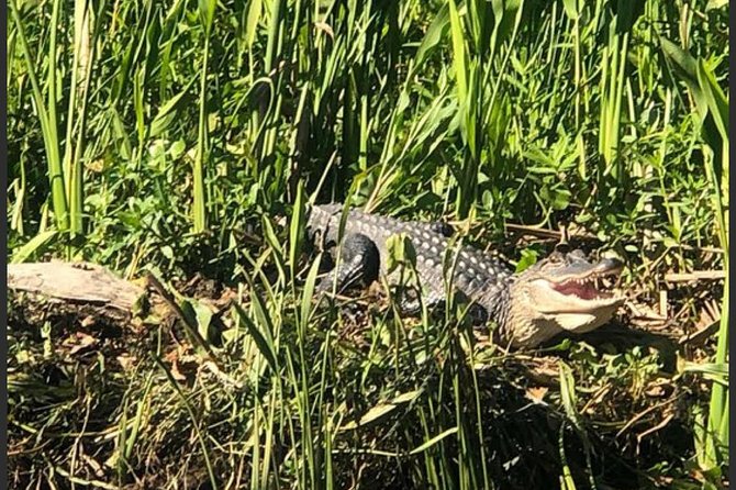 New Orleans Swamp Tour Boat Adventure - Booking Information