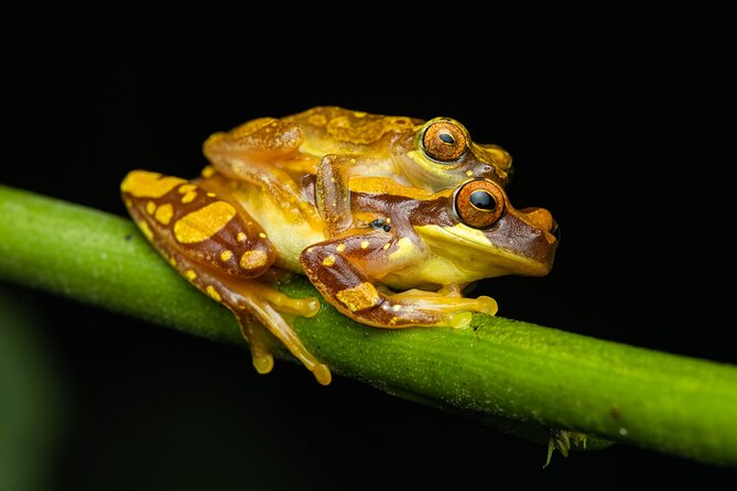 Night Tour Through the Tropical Forest at Tifakara - Inclusions and Additional Information