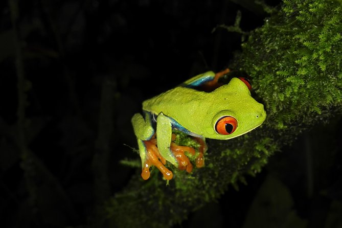 Night Walk Experience at Natura Eco Park, (Frogs Snakes Mammals Insects Birds) - Nocturnal Creatures in Their Habitat