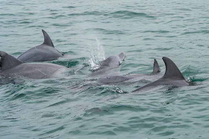 Noosa Small-Group Dolphin-Watching Tour (Mar ) - Tour Inclusions