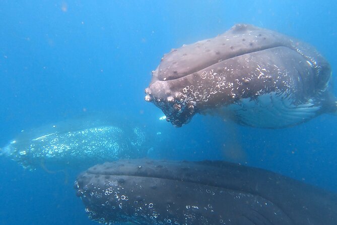 Noosa Whale Watching - Inclusions