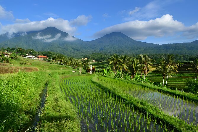 North and West Bali Temples and Farms Private Tour With Lunch  - Seminyak - Cancellation Policy