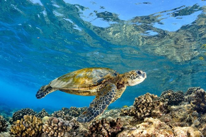 North Shore Circle Island Adventure Including Snorkeling With the Turtles - Customer Reviews and Recommendations