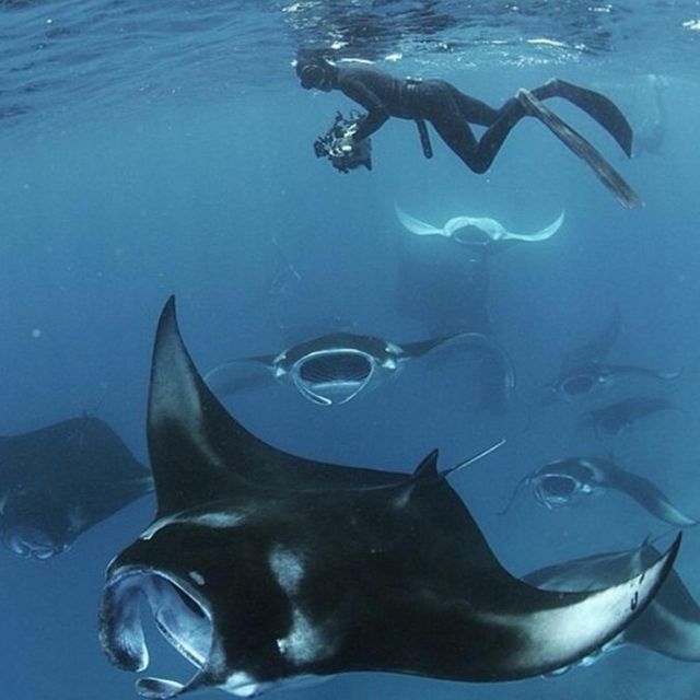 Nusa Penida: Unforgettable Snorkeling Adventure With 4 Spots - Exploring Crystal Bay Marine Life
