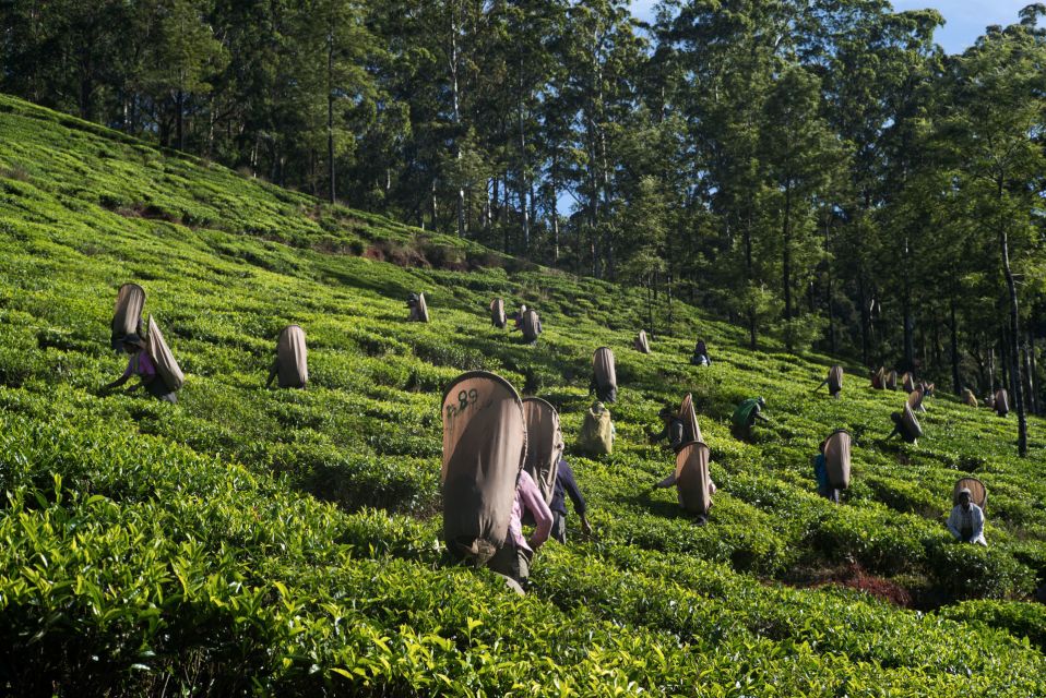 Nuwara Eliya: All-Inclusive Private Sightseeing Day Tour - Booking Information