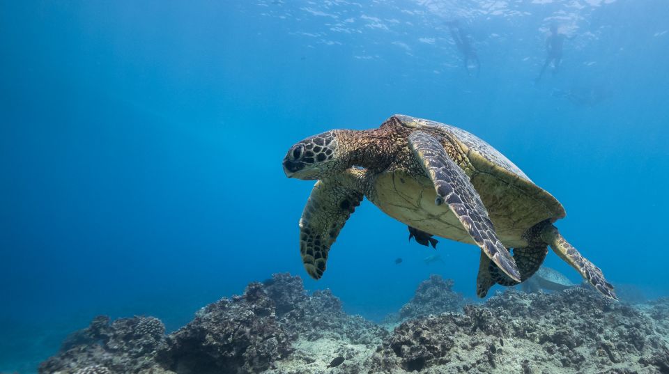 Oahu: Honolulu Turtle Canyon Snorkeling Tour - Experience Highlights