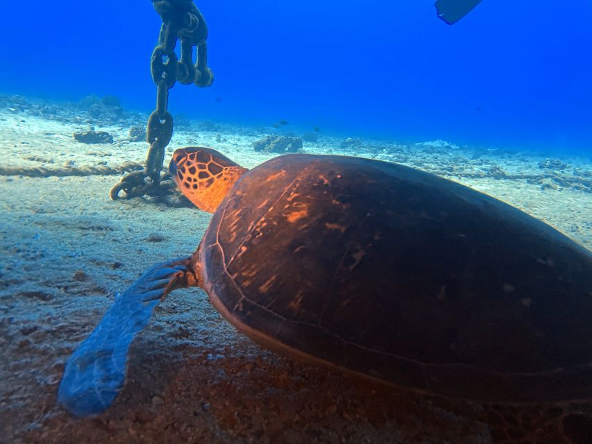 Oahu Night Dive: Adventure for Certified Divers - Experience and Exploration