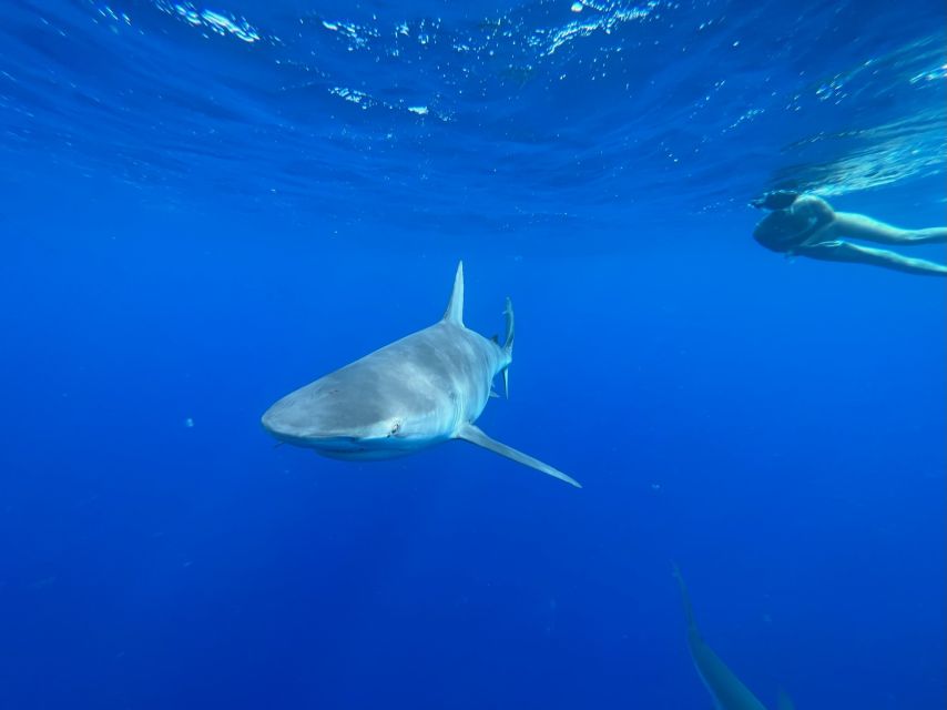 Oahu: North Shore Cageless Shark Snorkeling Tour - Experience Highlights