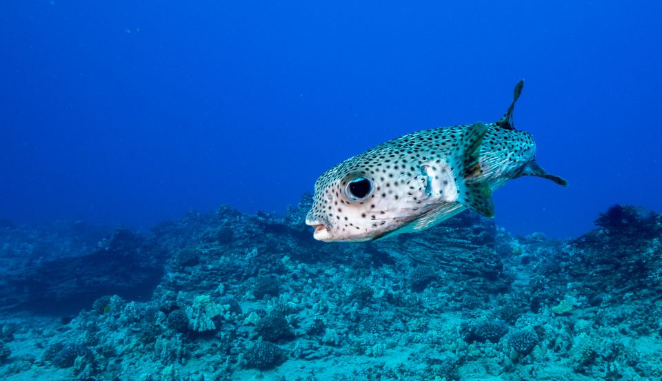 Oahu: Shallow Reef Scuba Dive for Certified Divers - Dive Experience Details