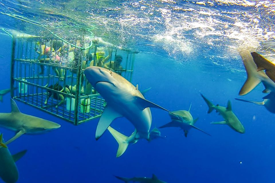 Oahu: Shark Cage Dive on the North Shore - Experience Highlights