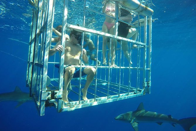 Oahu Shark Dive - Logistics and Expectations