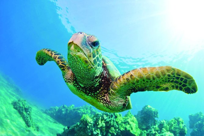 Oahu Turtle Canyon Snorkel Catamaran Cruise With Green Turtles (Mar ) - Experience Highlights