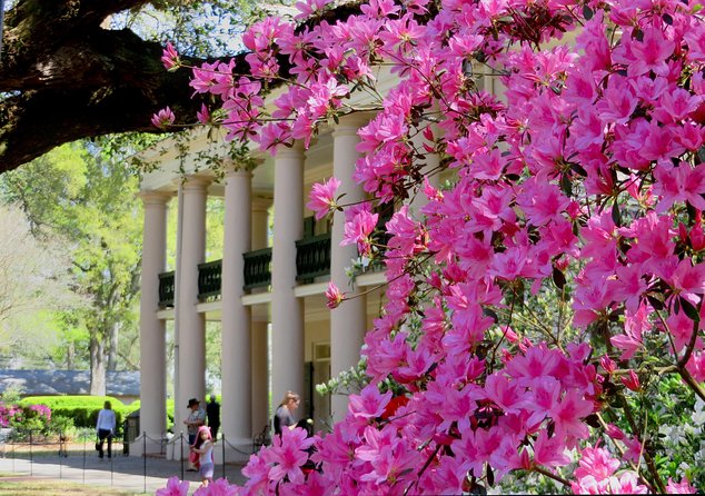 Oak Alley Plantation Tour With Transportation From New Orleans - Cancellation Policy