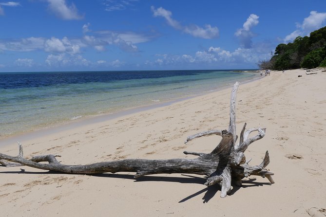 Ocean Free Green Island & Great Barrier Reef Snorkel Cruise - Pricing Information