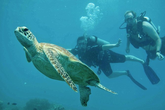 Ocean Freedom Great Barrier Reef Luxury Snorkel & Dive Cruise - Activities and Experiences