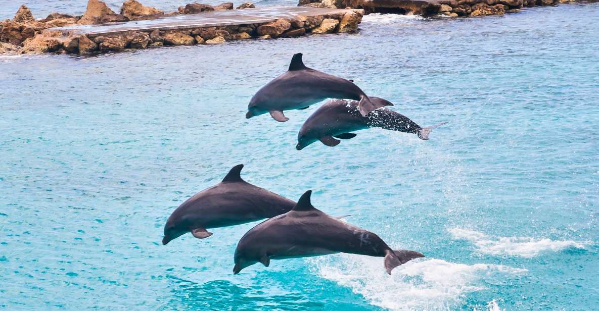 Ocho Rios: Full-Day at Dolphin Cove & Swim With the Dolphins - Experience at Dolphin Cove