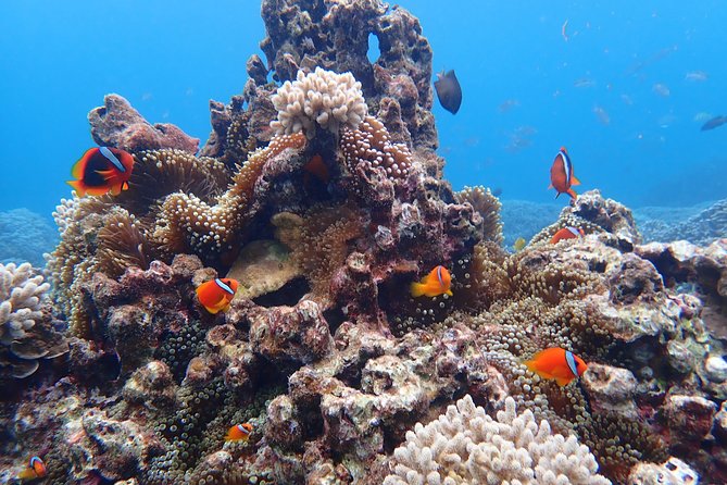 [Okinawa Miyako] Natural Aquarium! Tropical Snorkeling With Colorful Fish! - Cancellation Policy