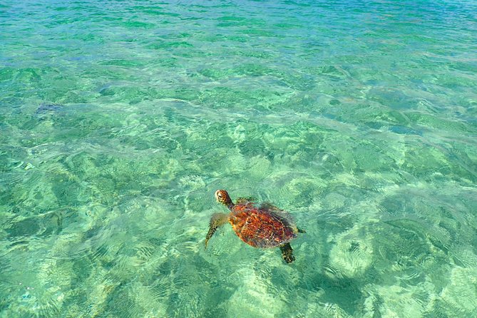 [Okinawa Miyako] SUP / Canoe Sea Turtle Snorkeling !! (Half-Day Course) - Tour Inclusions