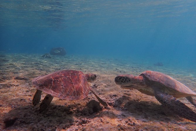 [Okinawa Miyako] Swim in the Shining Sea! Sea Turtle Snorkeling - Benefits of Participating